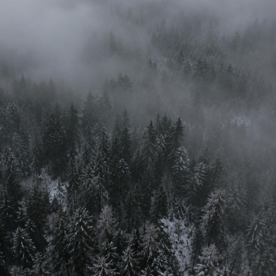 Foggy snow-capped pines Foggy snow-capped pines